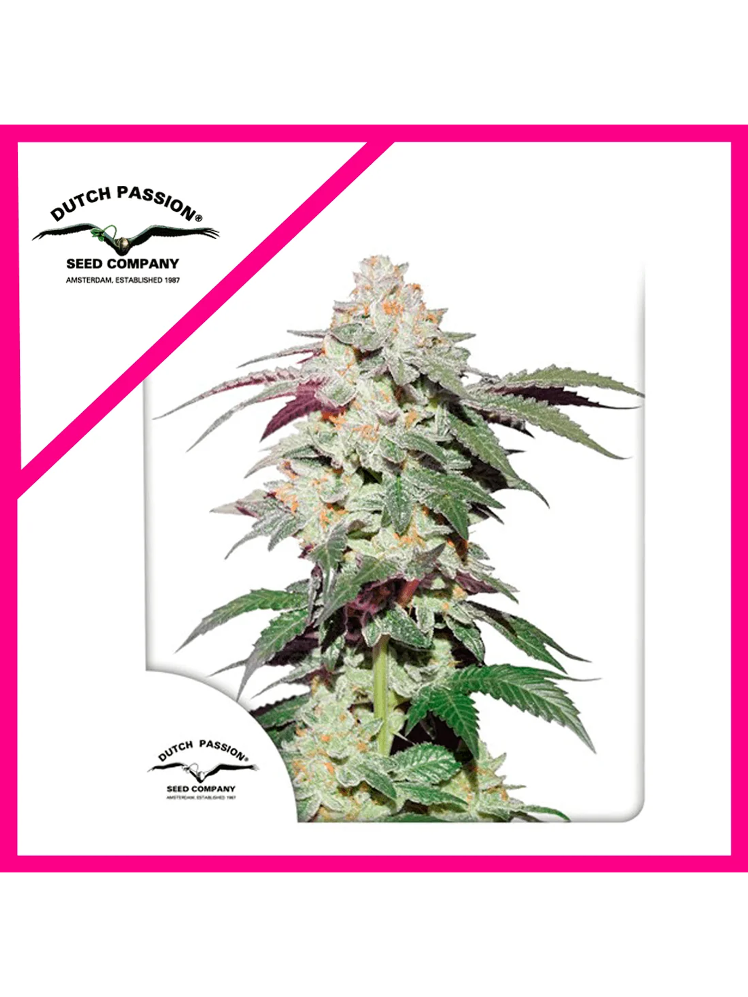 Skywalker Haze Fem -Dutch Passion (X25/X3/X3+1) 2