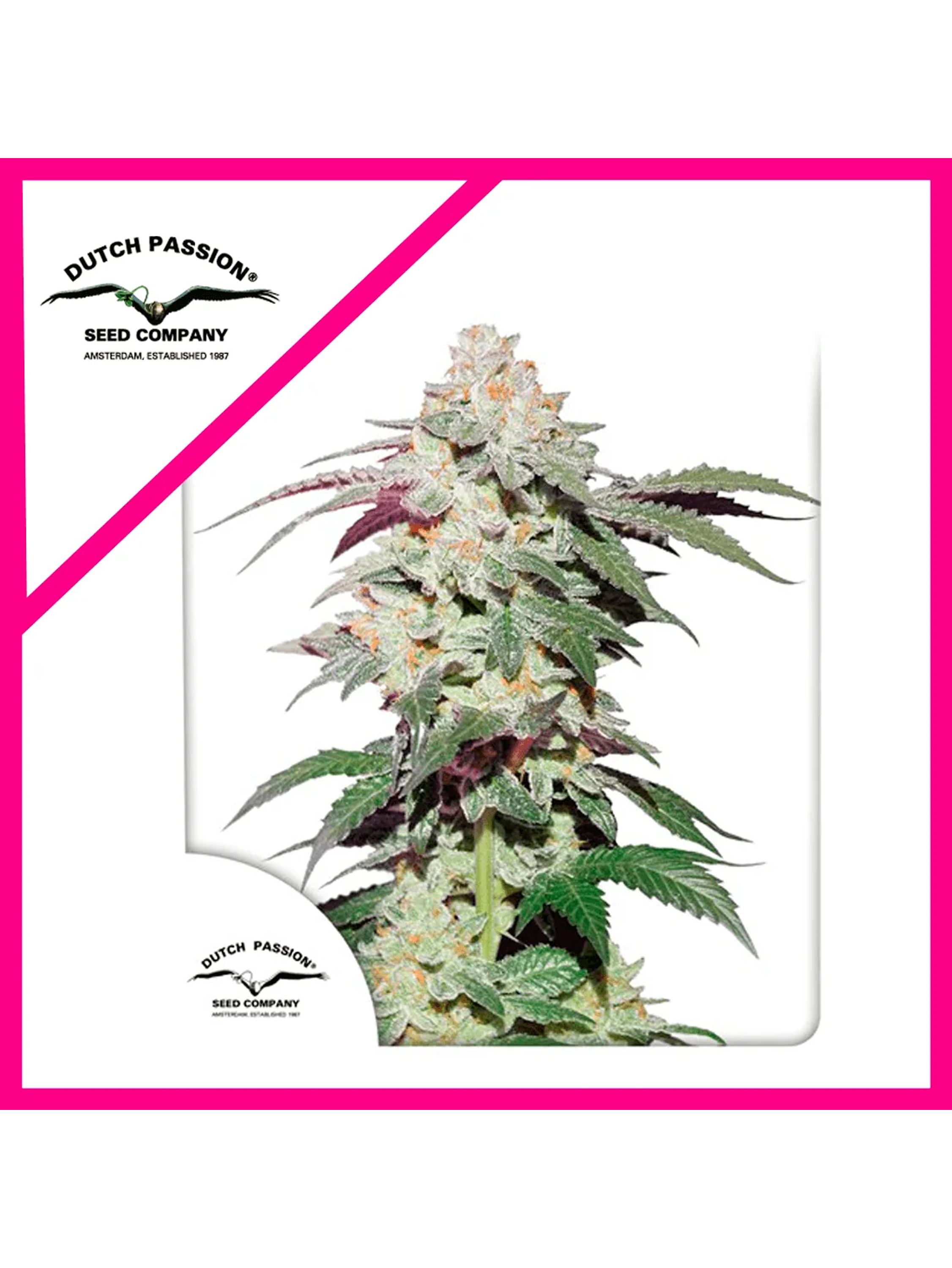 Skywalker Haze Fem -Dutch Passion (X25/X3/X3+1) 2