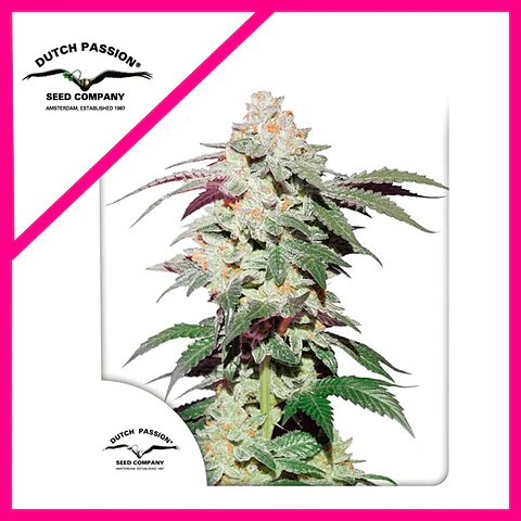 Skywalker Haze Fem -Dutch Passion (X25/X3+1)