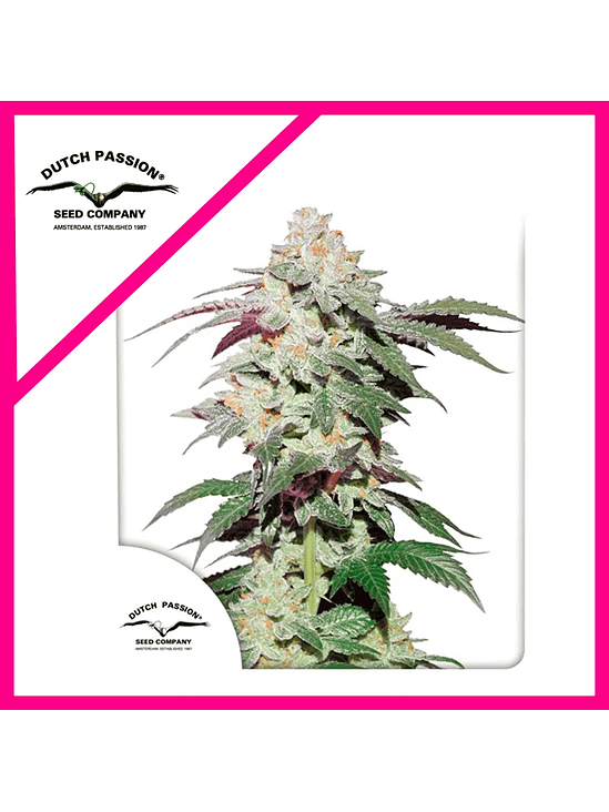 Skywalker Haze Fem X25-Dutch Passion 2