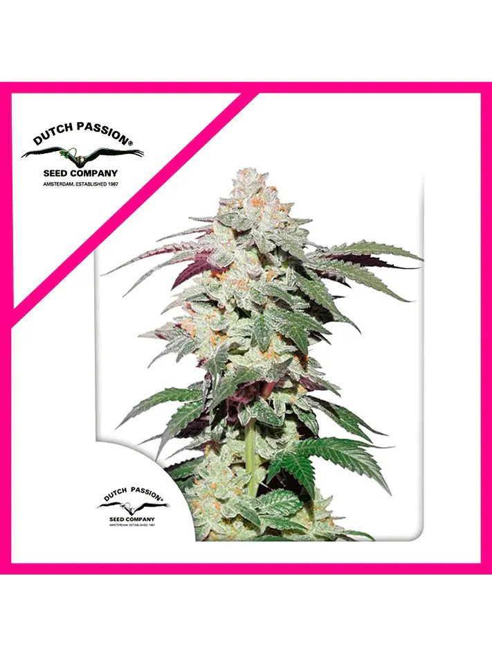 Skywalker Haze Fem -Dutch Passion (X25/X3+1) 2
