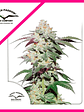 Skywalker Haze Fem X25-Dutch Passion - Miniatura 2