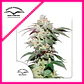 Skywalker Haze Fem -Dutch Passion (X25/X3+1) - Miniatura 2