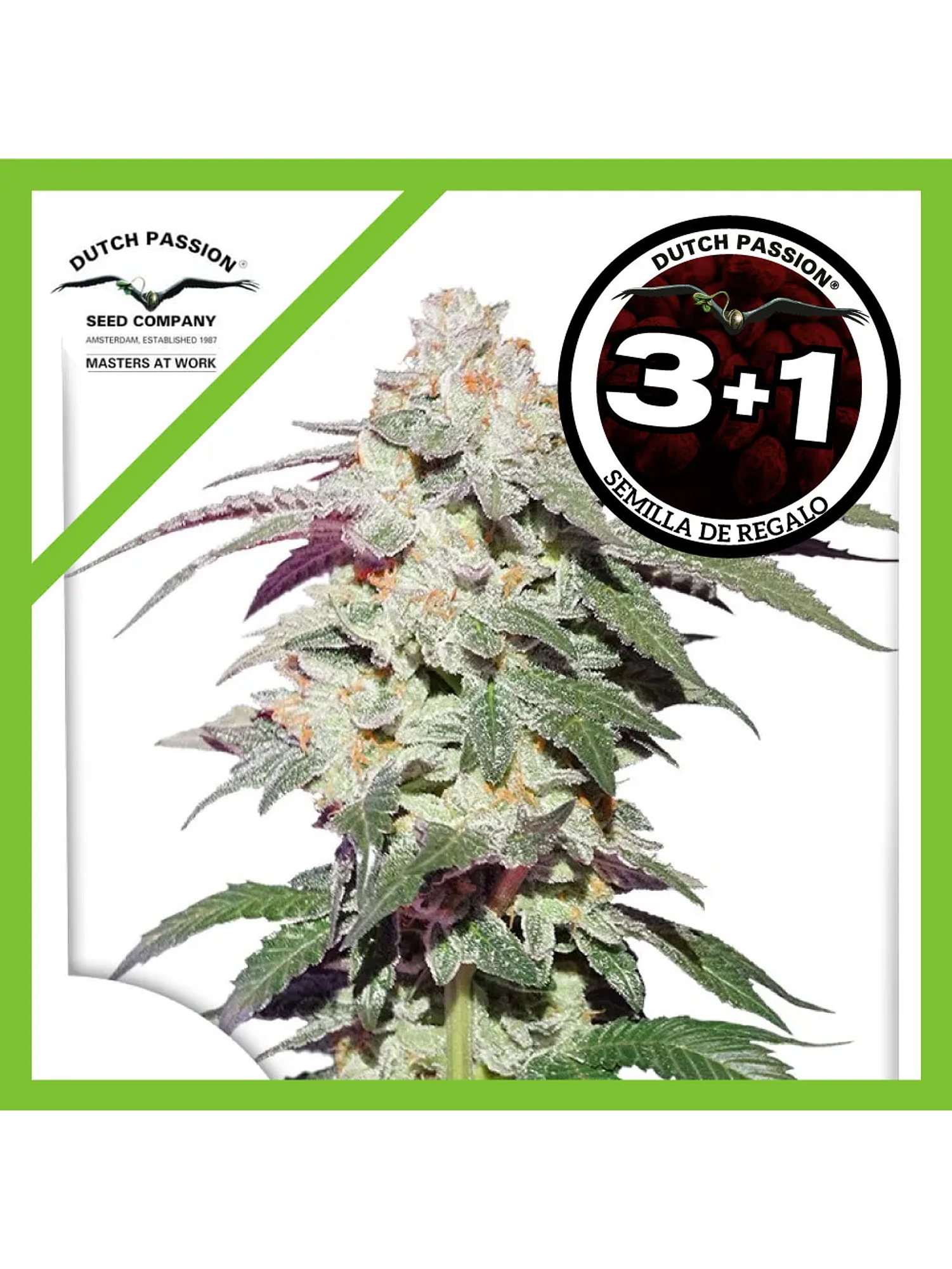 Skywalker Haze Fem -Dutch Passion (X25/X3/X3+1) 3