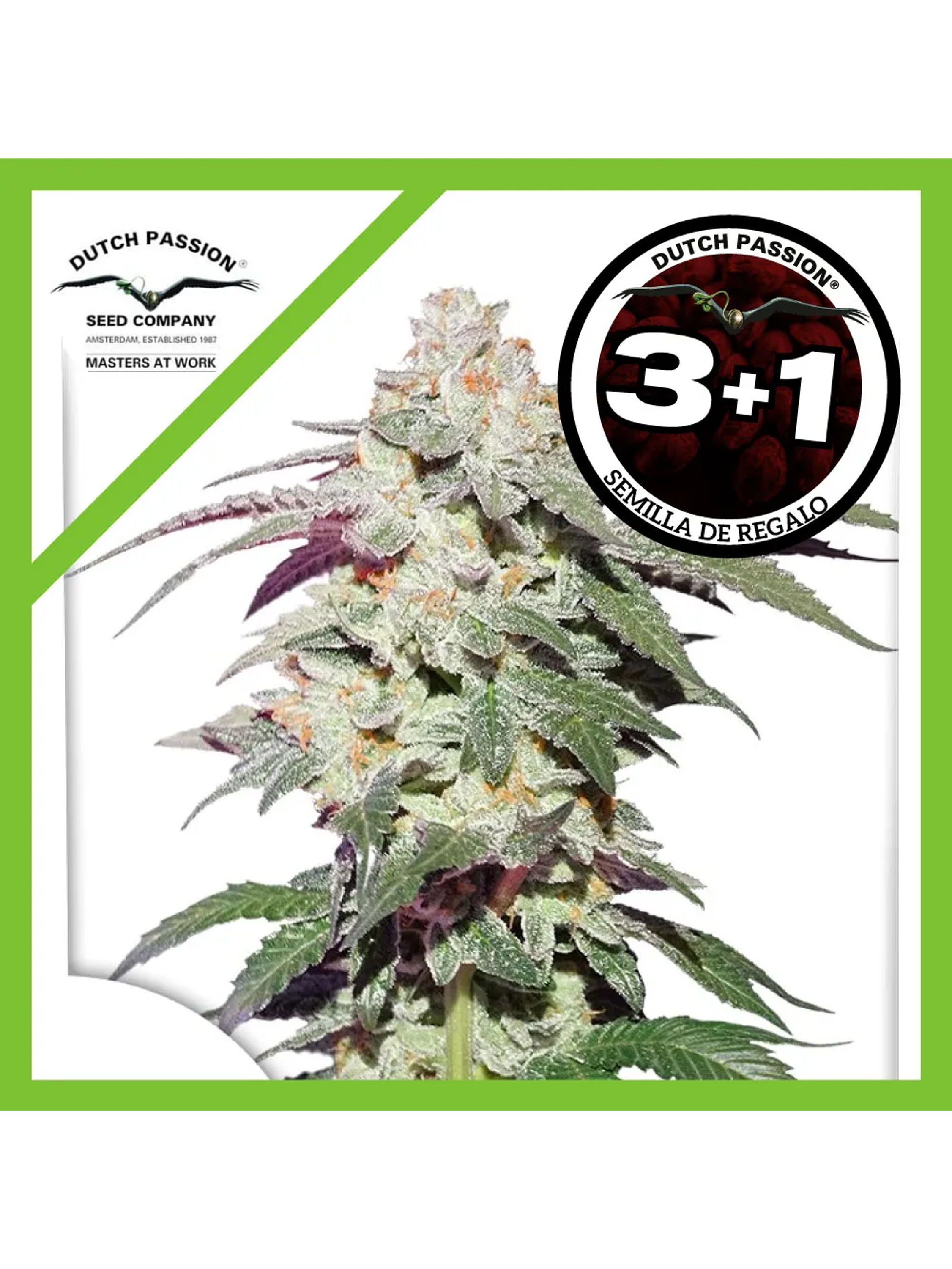 Skywalker Haze Fem -Dutch Passion (X25/X3/X3+1) 3