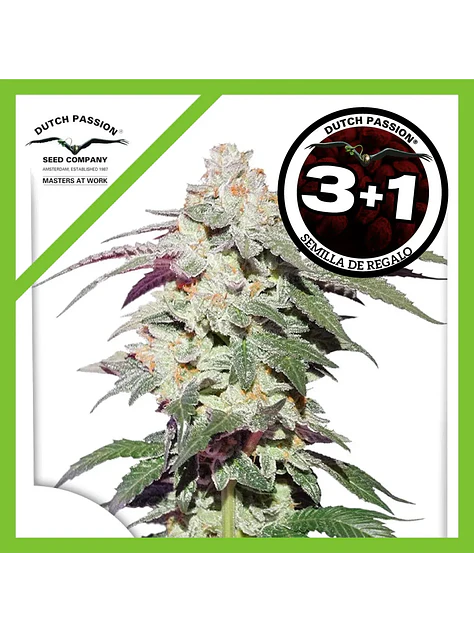 Skywalker Haze Fem -Dutch Passion (X25/X3+1) 3
