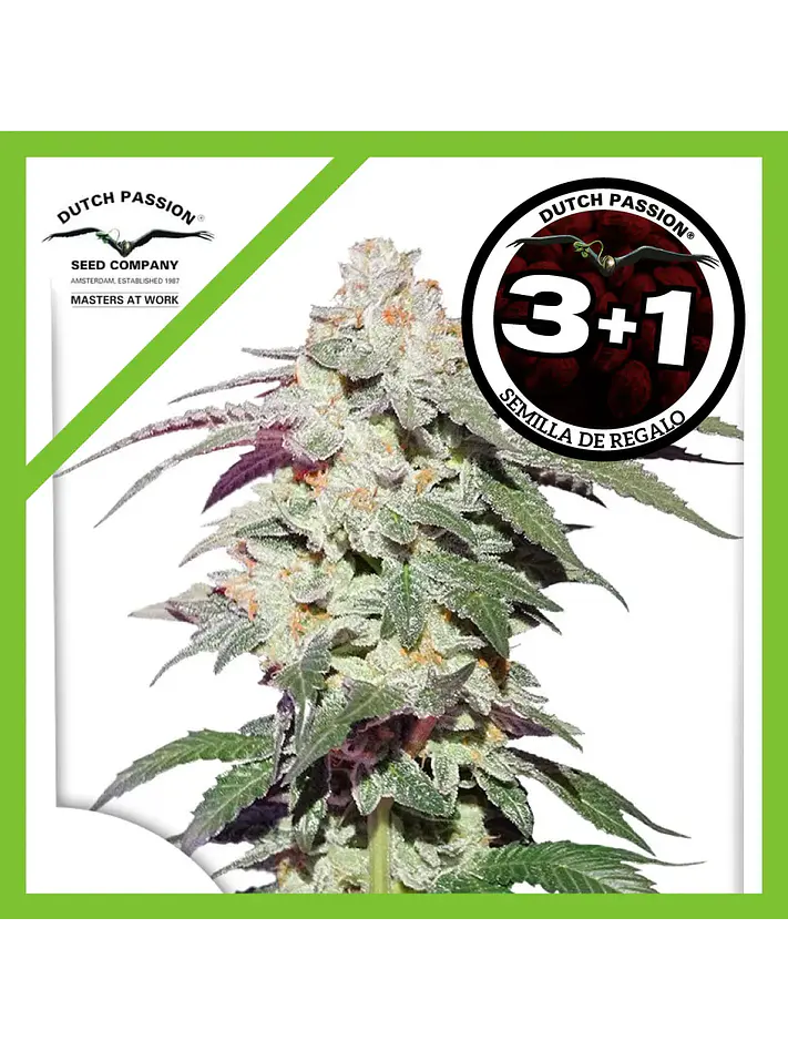 Skywalker Haze Fem -Dutch Passion (X25/X3+1) 3