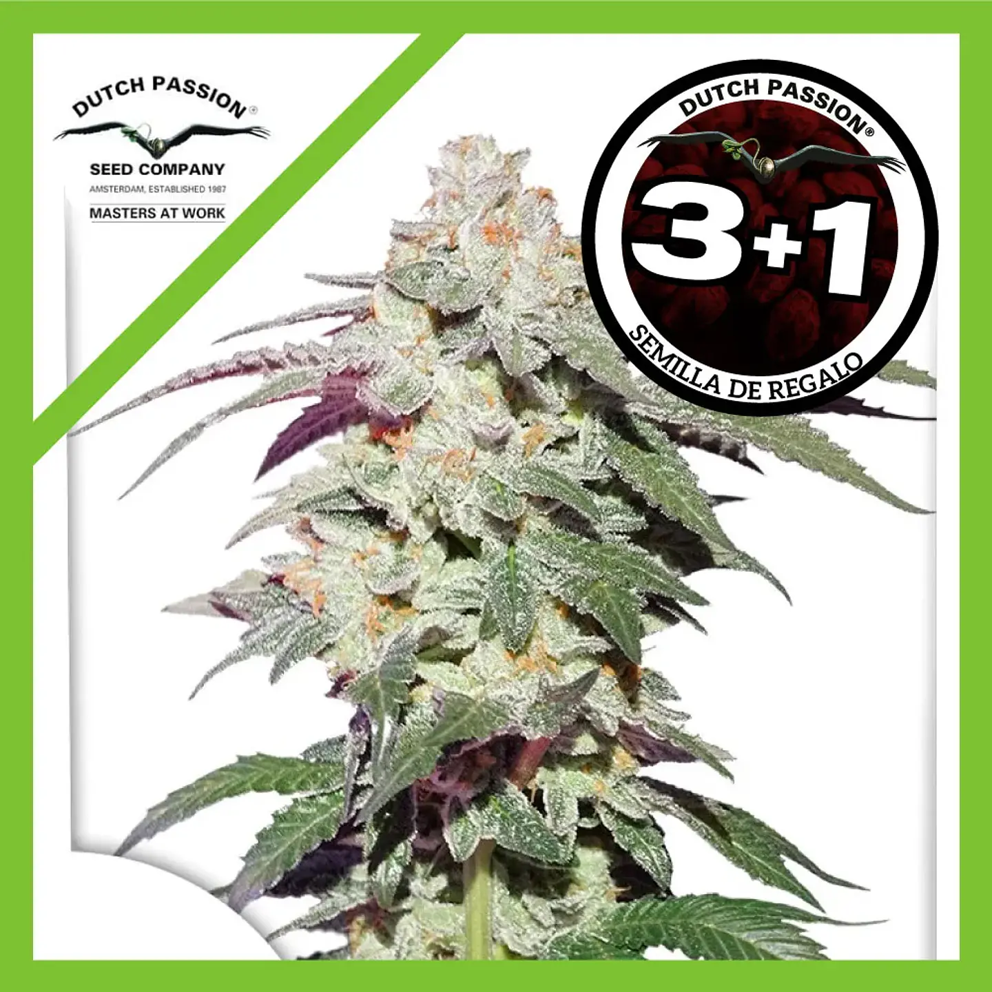 Skywalker Haze Fem -Dutch Passion (X25/X3+1) 3