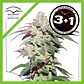 Skywalker Haze Fem -Dutch Passion (X25/X3+1) - Miniatura 3