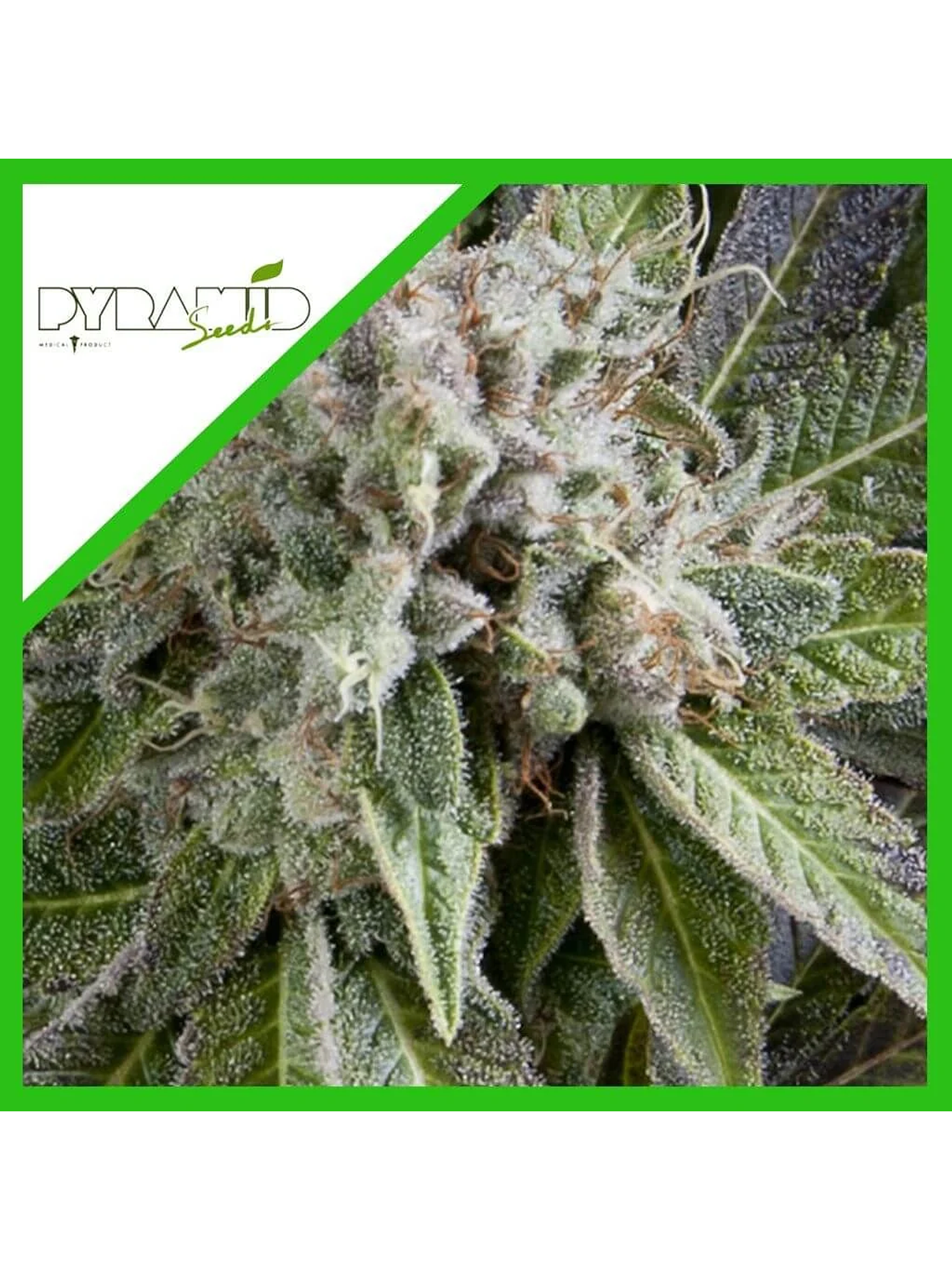 Blue Pyramid Auto -Pyramid Seeds (X5+2/X3+1) 2