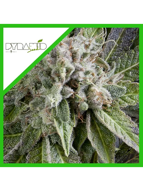 Blue Pyramid Auto -Pyramid Seeds (X5+2/X3+1) 2