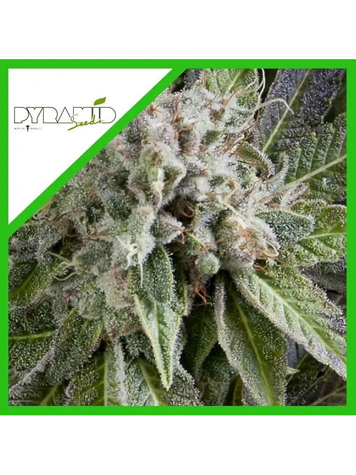 Blue Pyramid Auto -Pyramid Seeds (X5+2/X3+1) 2