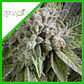Blue Pyramid Auto -Pyramid Seeds (X5+2/X3+1) - Miniatura 2