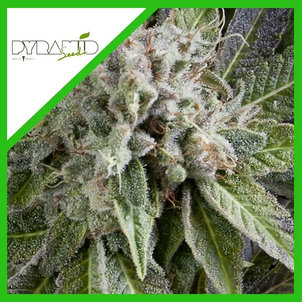 Blue Pyramid Auto -Pyramid Seeds (X5+2/X3+1) 2