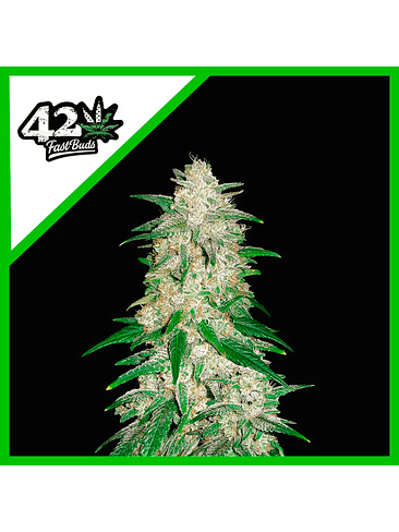 Gelato Auto X3-Fast Buds 5