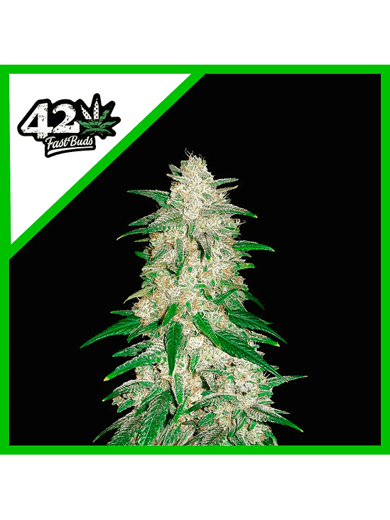 Gelato Auto X3-Fast Buds 5