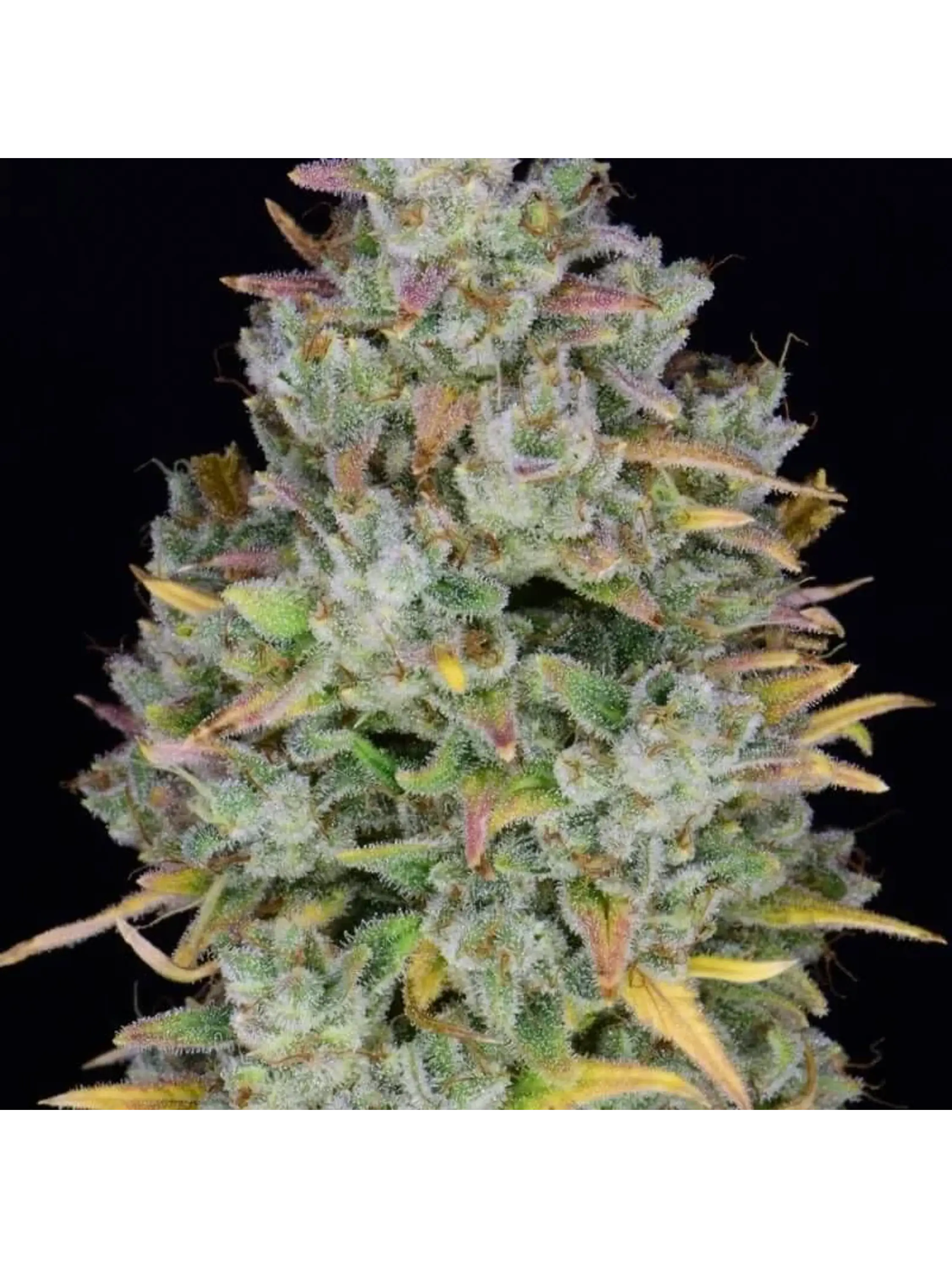 Gelato Auto -Fast Buds (X3/X1) 7