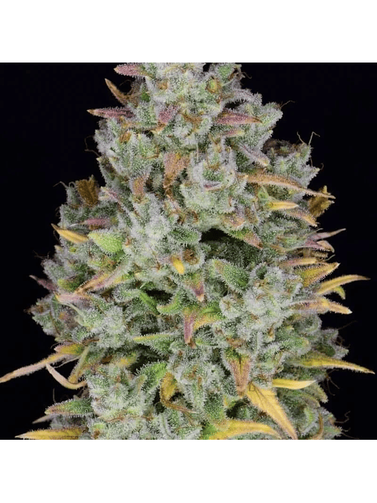 Gelato Auto X3-Fast Buds 7