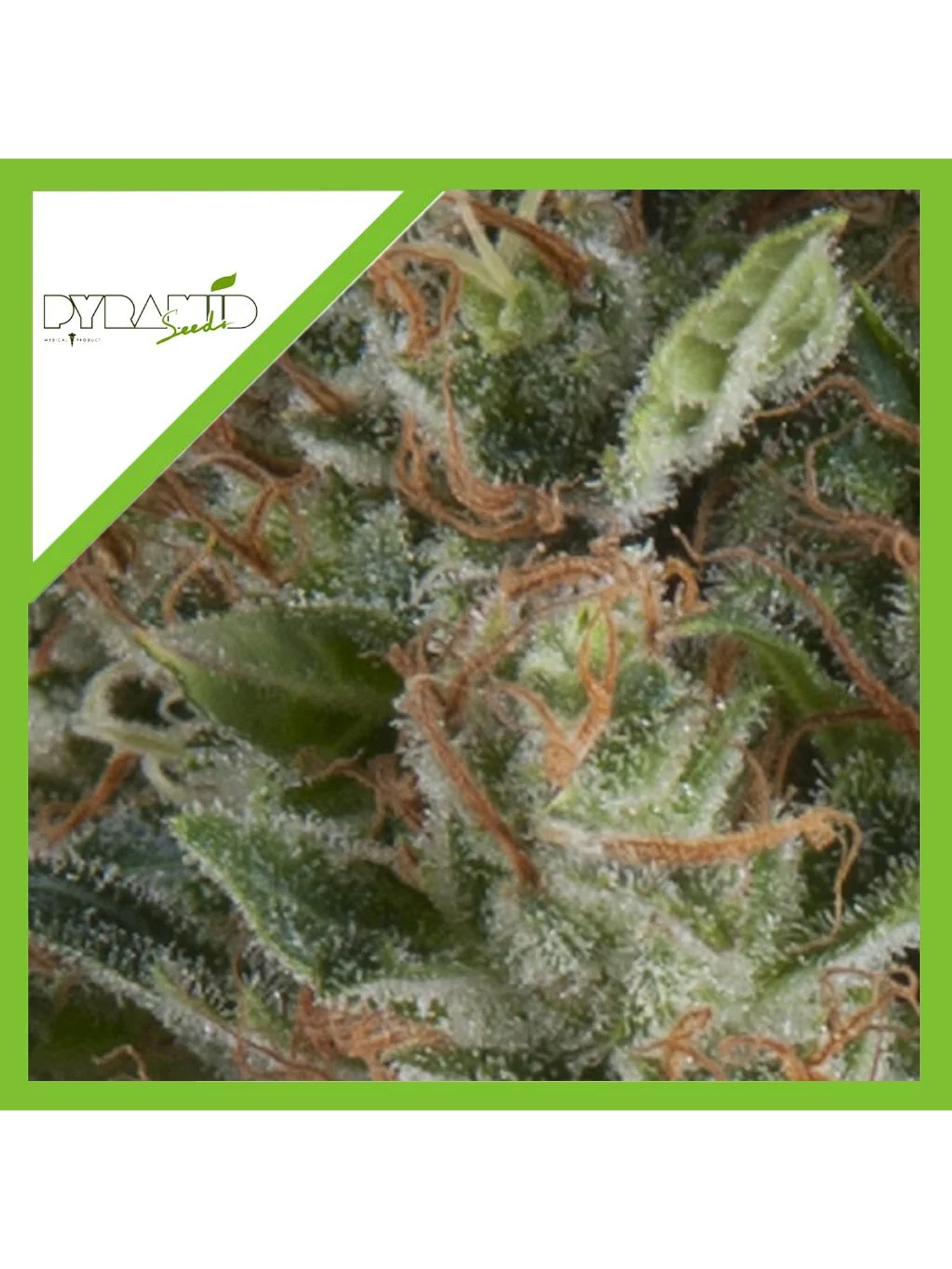 Wembley Auto -Pyramid Seeds (X5+2/X3+1) 2