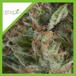 Wembley Auto -Pyramid Seeds (X5+2/X3+1)