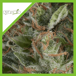 Wembley Auto X5+2 -Pyramid Seeds