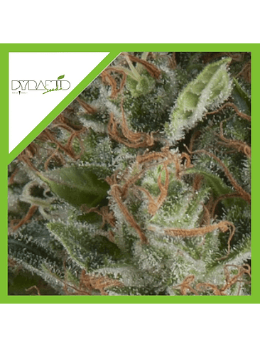 Wembley Auto -Pyramid Seeds (X5+2/X3+1) 2