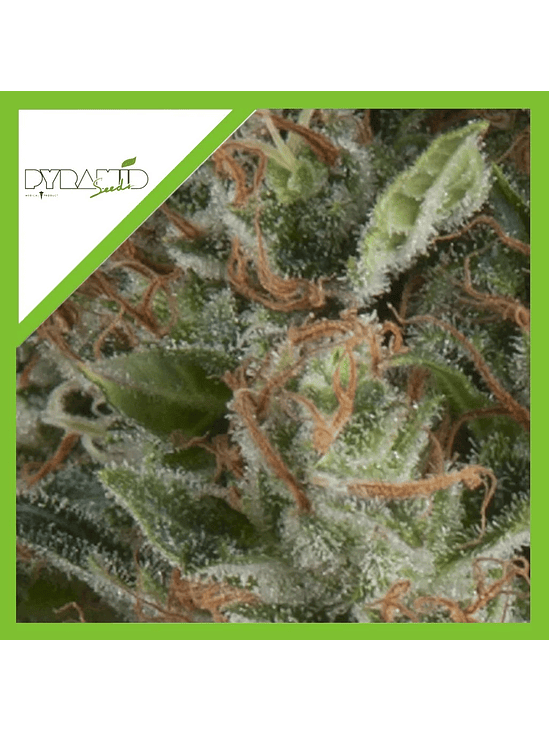 Wembley Auto -Pyramid Seeds (X5+2/X3+1) 2