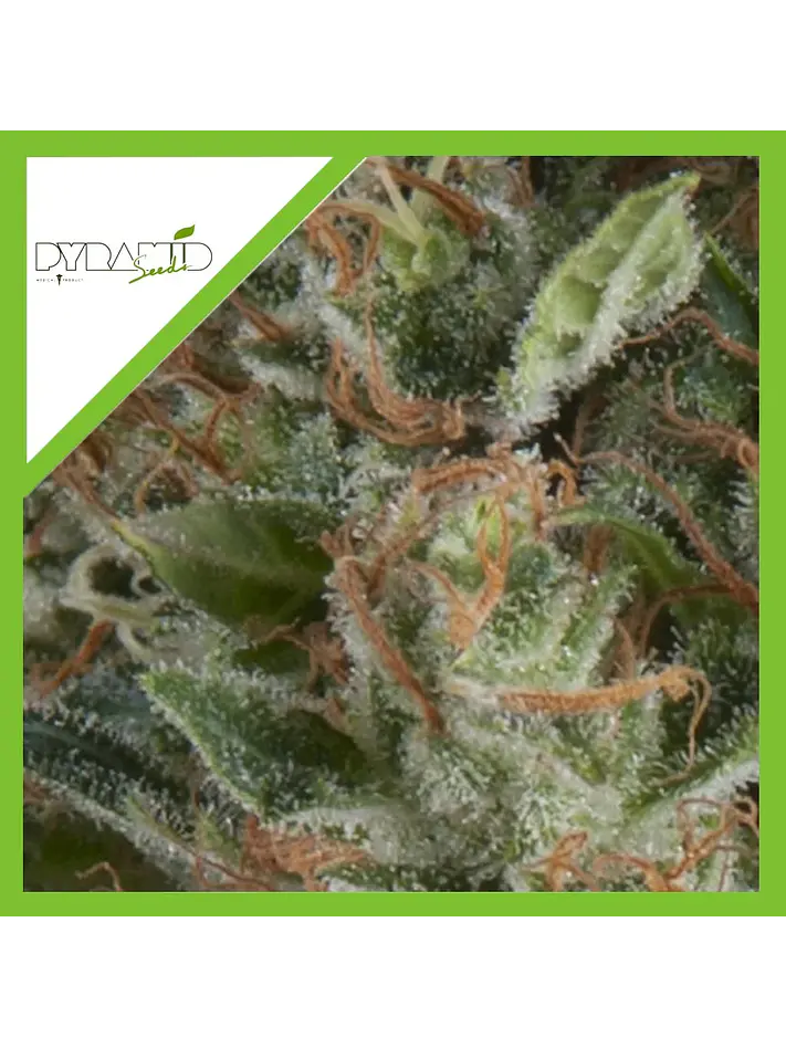 Wembley Auto -Pyramid Seeds (X5+2/X3+1) 2