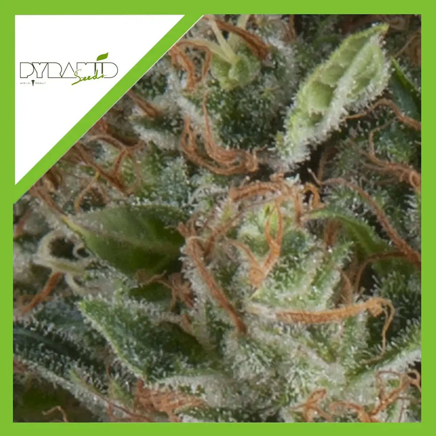 Wembley Auto -Pyramid Seeds (X5+2/X3+1) 2