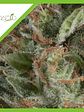 Wembley Auto -Pyramid Seeds (X5+2/X3+1) - Miniatura 2
