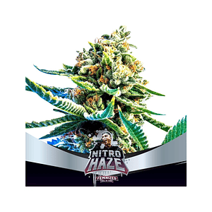 Nitro Haze  Fem  X7-Bsf