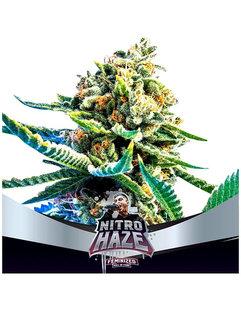 Nitro Haze Fem X7-Bsf
