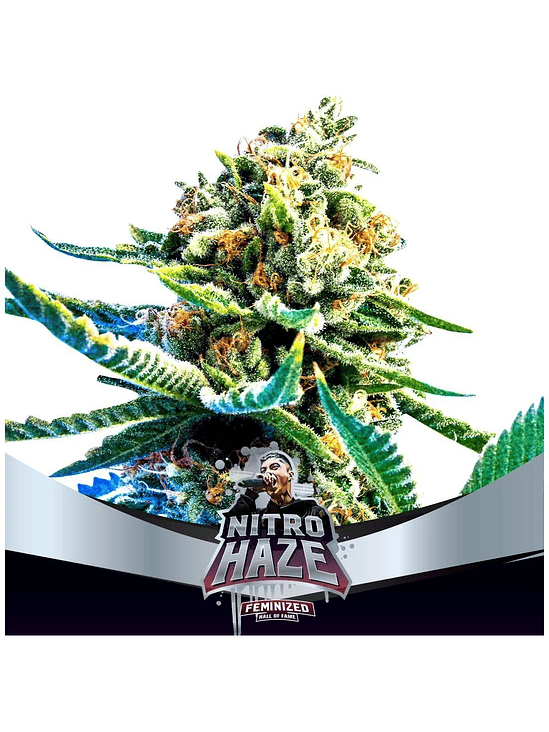 Nitro Haze  Fem  X7-Bsf 2