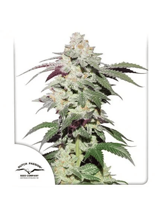 Skywalker Haze Auto X100-Dutch Passion 3