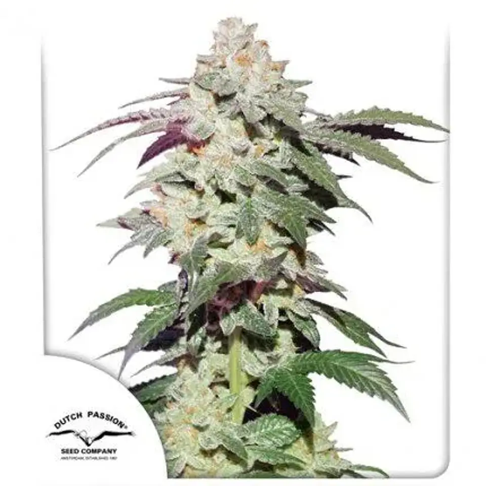 Skywalker Haze Auto -Dutch Passion (X100/X25/X3+1) 3