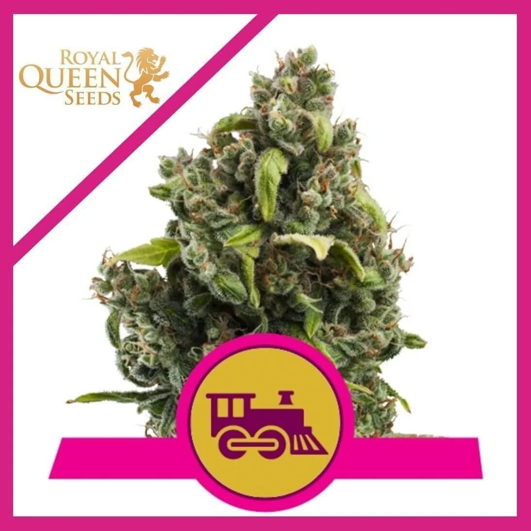 Candy Kush Express Fast Fem -Royal Queen (X100/X10/X3/X1) 1