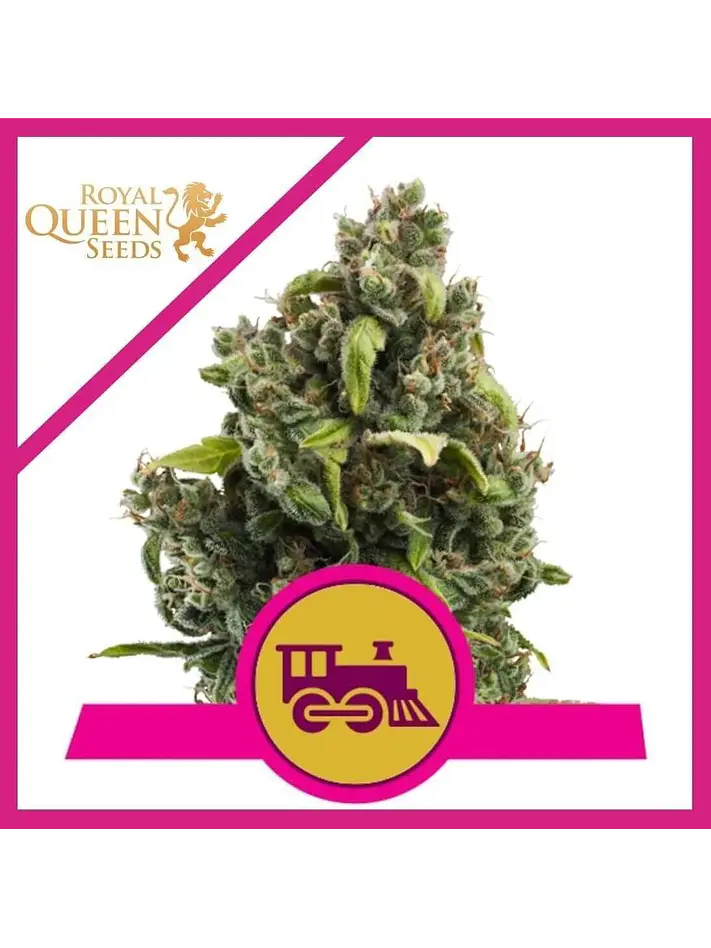 Candy Kush Express Fast Fem -Royal Queen (X100/X10/X3/X1) 1