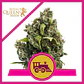 Candy Kush Express Fast Fem -Royal Queen (X100/X10/X3/X1) - Miniatura 1