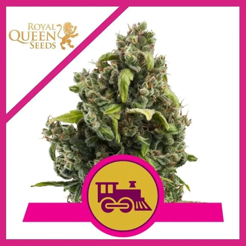 Candy Kush Express Fast Fem -Royal Queen (X100/X10/X3/X1) 1