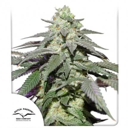 Skywalker Haze Auto -Dutch Passion (X100/X25/X3+1) 5