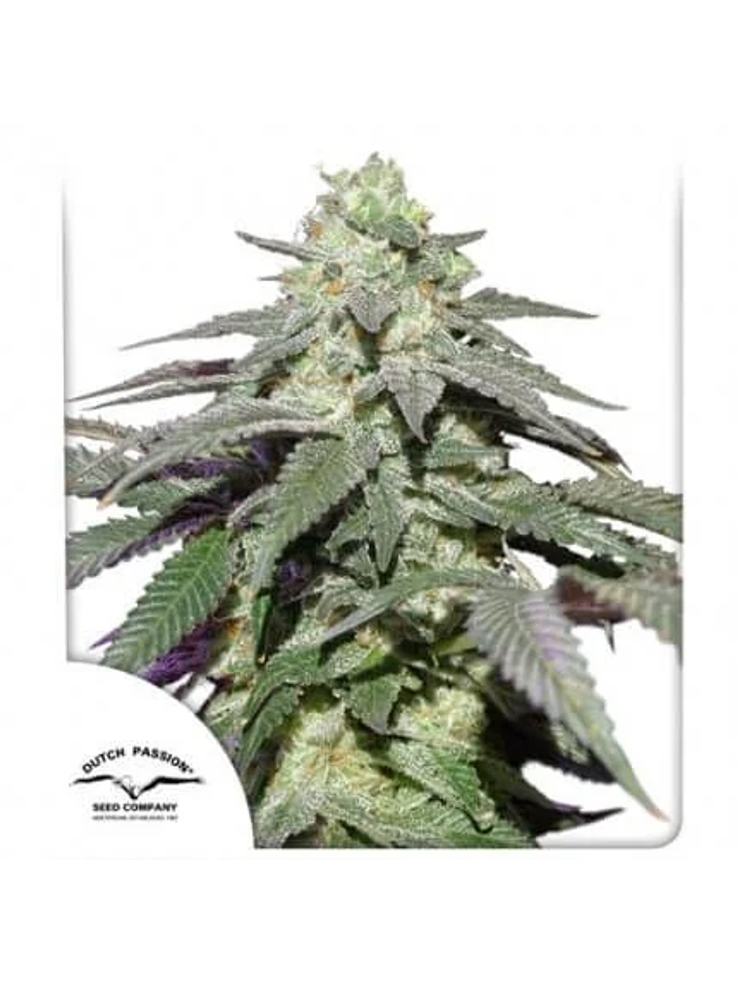 Skywalker Haze Auto -Dutch Passion (X100/X25/X3/X3+1) 5