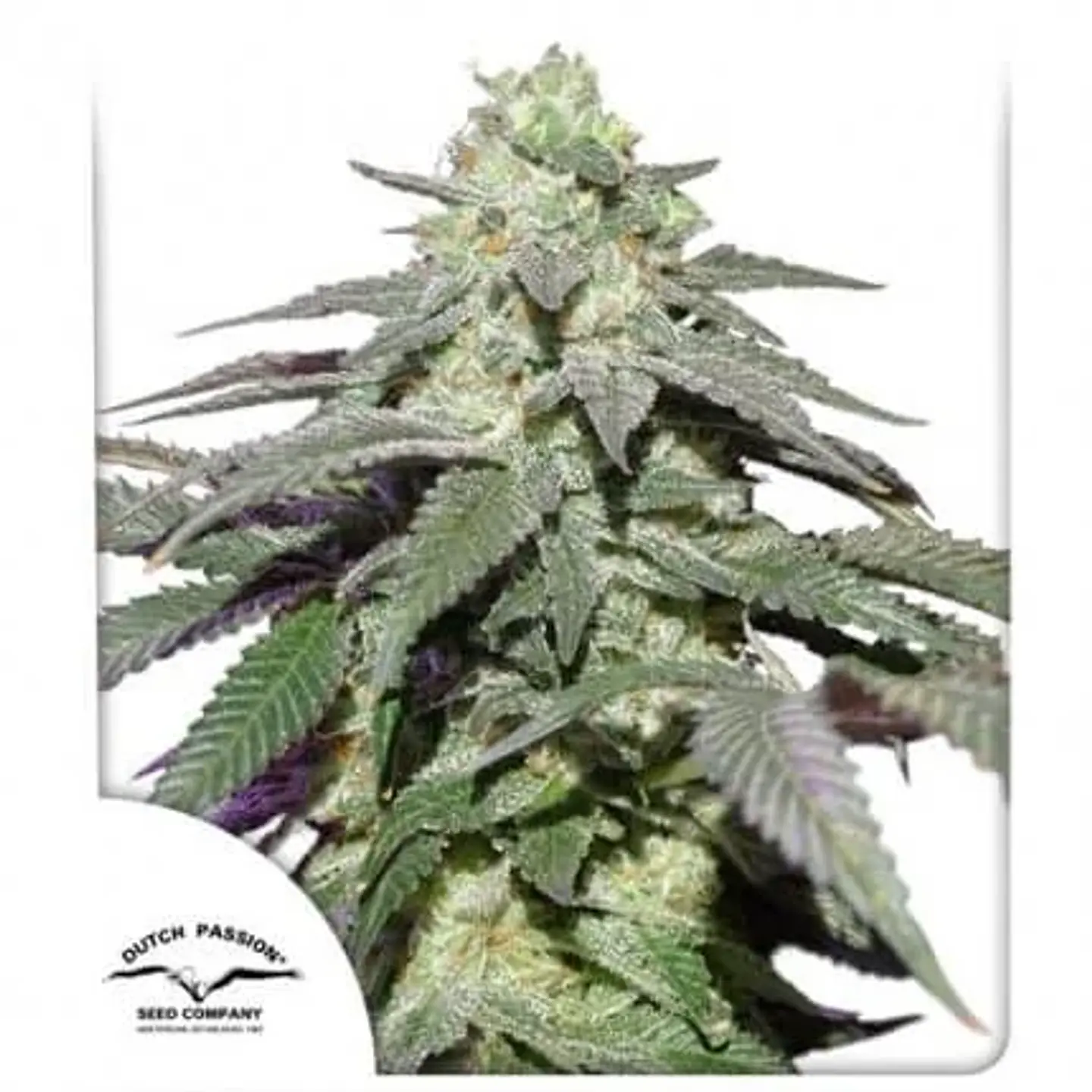 Skywalker Haze Auto -Dutch Passion (X100/X25/X3+1) 5