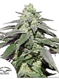 Skywalker Haze Auto X100-Dutch Passion - Miniatura 5