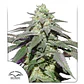 Skywalker Haze Auto -Dutch Passion (X100/X25/X3+1) - Miniatura 5