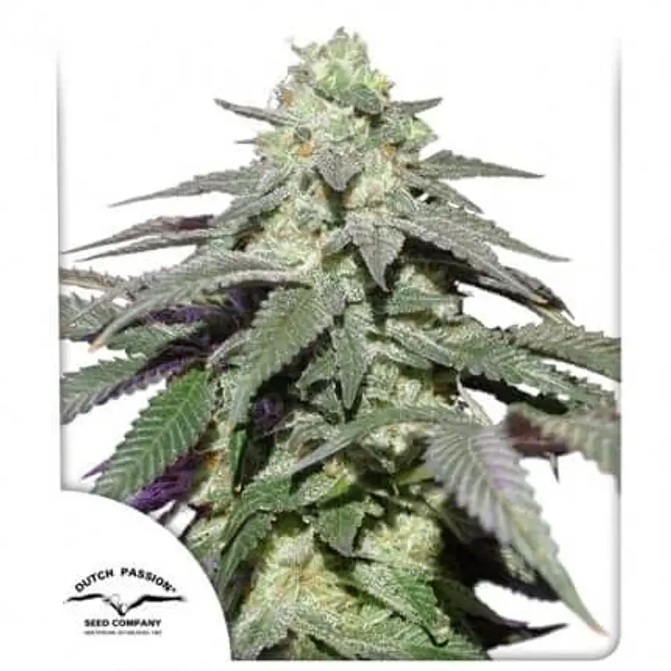 Skywalker Haze Auto -Dutch Passion (X100/X25/X3+1) 5