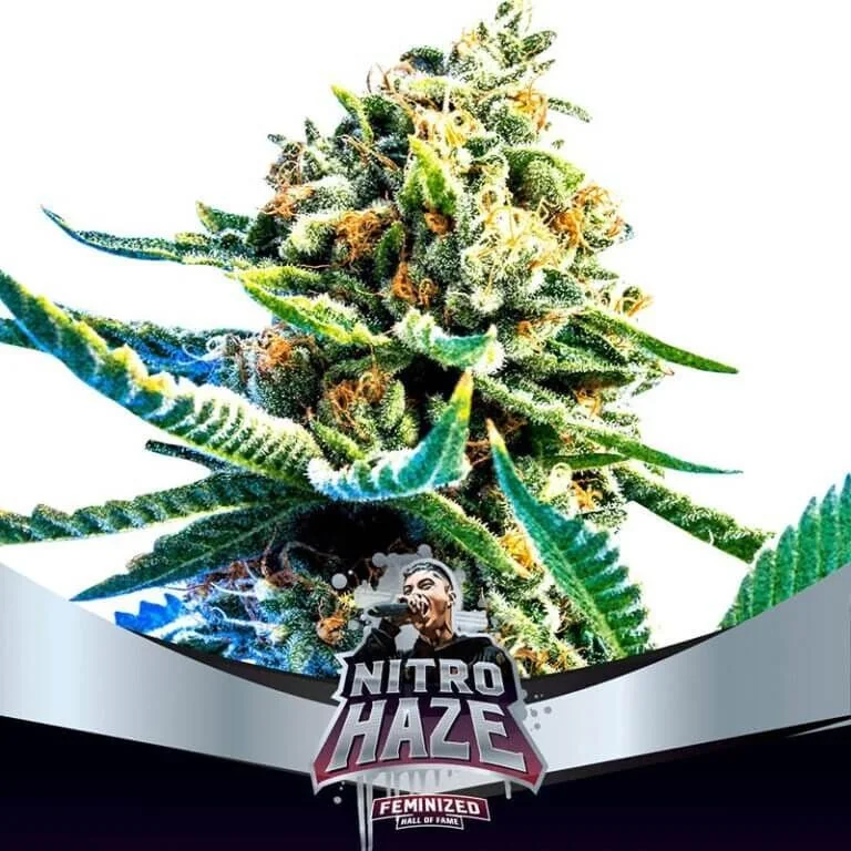 Nitro Haze Fem X7-Bsf 4