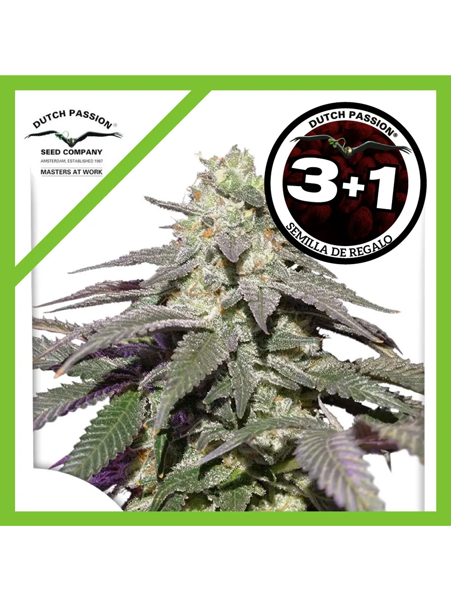 Skywalker Haze Auto -Dutch Passion (X100/X25/X3/X3+1) 6