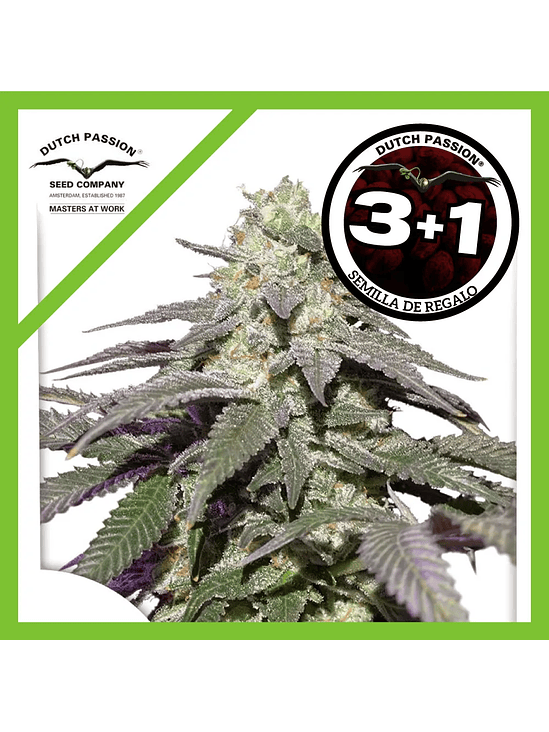 Skywalker Haze Auto X100-Dutch Passion 6