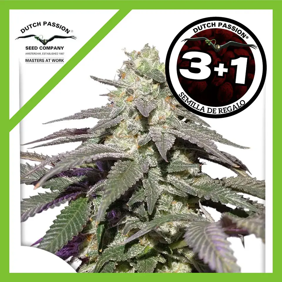 Skywalker Haze Auto -Dutch Passion (X100/X25/X3+1) 6