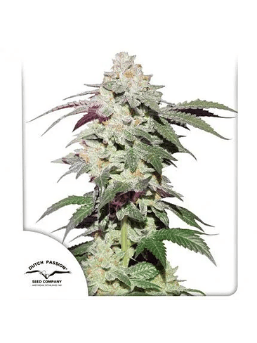 Skywalker Haze Auto X100-Dutch Passion 4